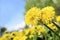 Two yellow sunny dandelions on a clearing in a sunny spring day.