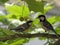 Two yellow tomtit birds one with open beak other bringing food