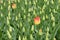 Two yellow tulips are growing in a field with immature tulips.