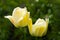 two yellow tulips with waterdrops on petals. Spring blossoming bokeh flowers on green