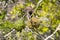 Two yellow warbler nests, in a branch