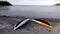 Two yellow, white and green canoes placed upside down on the beach to dry after a row