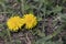 two yellow young dandelions. Weeds growing in garden