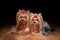 Two yorkie puppies on wooden texture