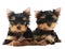 Two Yorkshire Terrier 3 month
