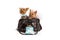 Two Yorkshire Terrier Dogs Traveling in Luxury