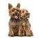 Two yorkshire terrier in front of a white background