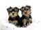 Two Yorkshire terrier puppies