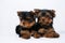 Two Yorkshire terrier puppy on a white background