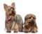 Two Yorkshire terriers, 3 and 6 years old