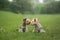 Two Yorkshire Terriers engage in playful interaction on a lush field, exchanging glances