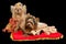 Two Yorkshire Terriers with royal dress