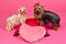 Two Yorky dogs with Valentines pink heart