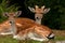 Two young 1 year fawn of fallow deer, a male and female in a forest in Sweden