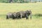 Two young African Bush Elephants feeding in the savannah