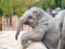 Two young African elephants playing games on the gray ground