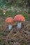 Two young agaric fly agaric mushrooms growing among dry pine needles. Photo of a poisonous mushroom. Vertical photo