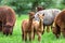 Two young Alpacas in a herd