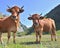 Two young alpine brown cows in pasture