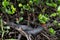 Two young American alligators hiding between plants and sleeping