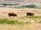 Two young American bisons walking on a meadow