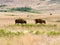 Two young American bisons walking on a meadow