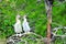 Two young Anhinga birds in wetland