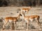 Two young antelope standing next to each other and touching their heads against the background of the savannah in the Massai Mara