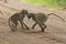 Two young Baboons play fighting in the Kruger National Park.