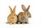 Two young baby Flemish Giant rabbits, natural grey and sandy colour, isolated on white background