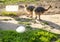 Two young baby ostrichs on the farm with big egg on the green grass