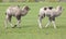 Two Young Bactrian Camels