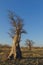 Two young baobab trees on Kukonje Island