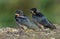 Two young barn swallows chicks posing in sweet light on lichen covered concrete