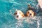 Two young beagle dog playing on the swimming pool - look up