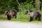 Two young bears on parking near forest.