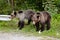 Two young bears on parking near forest.