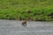 Two young bears on Patrol