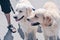 Two young beautiful adorable labradors retrievers with dog owner on a walk. Dog friendship. Protection safety guide