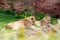 Two young Berber lions Panthera leo