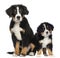 Two Young Bernese Mountain dogs, 3,5 months old and puppy