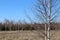 Two young birches, growing in the field at the edge of the forest in early spring