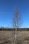 Two young birches, growing in the field at the edge of the forest in early spring. A picturesque spring landscape