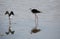 two young birds called black-winged stilt