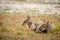 Two young Black-backed jackals laying down.