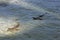 Two young black point reef sharks