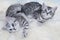 Two young black silver tabby cats lying lazy together on sheep f