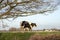 Two young black and white cows stand side by side on a dike in Holland, under tree branches