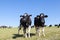 Two young black and white Holstein dairy cows peering at the ca