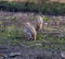 Two young boar pigs